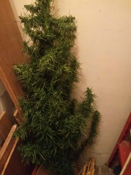 Photo of free Christmas tree (Lower Holloway N7) #1