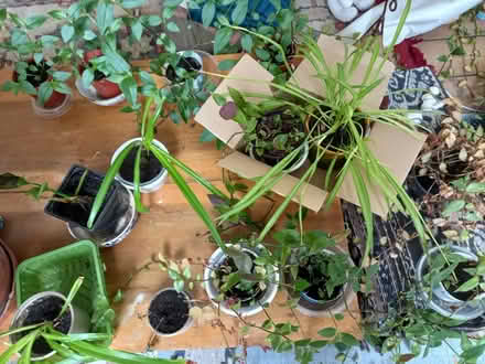 Photo of free Houseplants (Kittybrewster AB24) #1