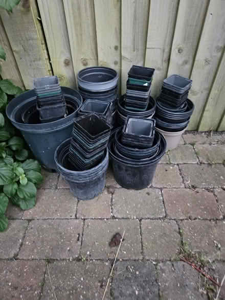 Photo of free Potting Up? (Wallingford) #1