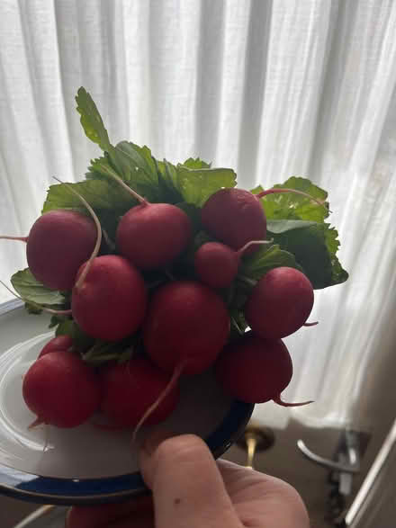 Photo of free Bunch of organic radishes (Bletchley MK2) #1