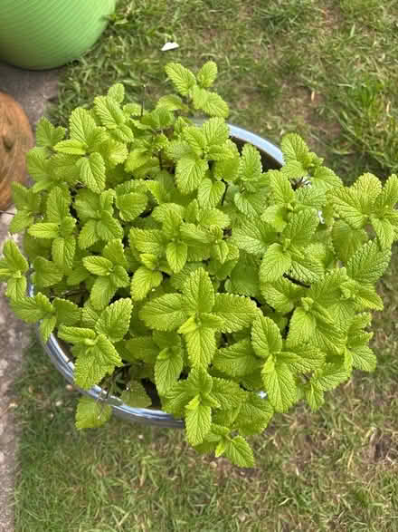 Photo of free Lemon balm herb (to be split in 4) (Oxenholme LA9) #1