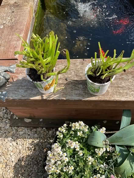 Photo of free Pond/ bog plants marsh marigolds (Erlestoke Devizes SN10) #1