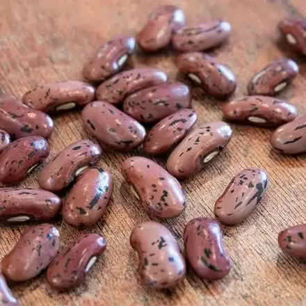 Photo of free Runner beans Scarlet Emperor seeds (Orgreave S13) #2