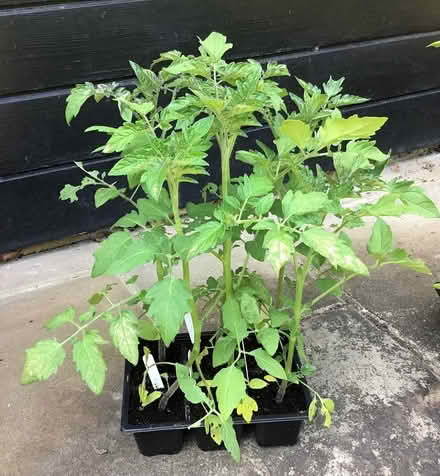 Photo of free cherry tomato plants (Cookham SL6) #1