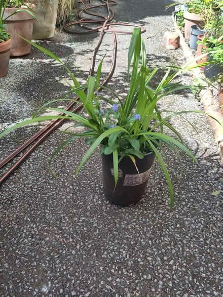 Photo of free Drooping sedge plant (L1 Liverpool City Centre) #1
