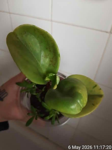 Photo of free Rooted cuttings in Ø9cm cup (Edgwarebury Lane) #4