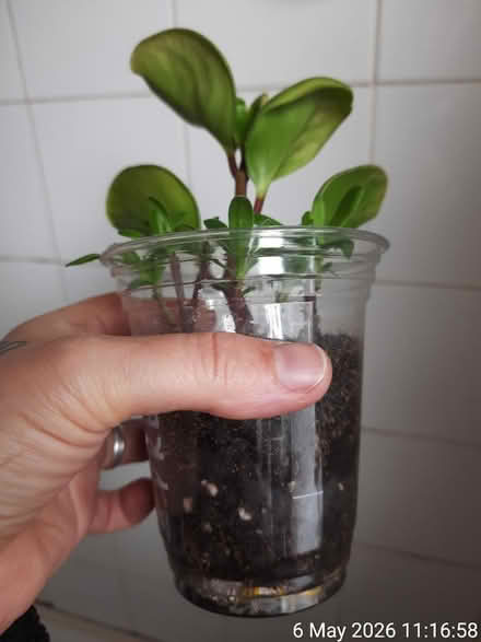 Photo of free Rooted cuttings in Ø9cm cup (Edgwarebury Lane) #3