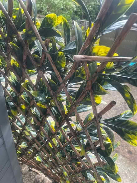 Photo of free Faux leaves on extendable trellis (Garston WD25) #2