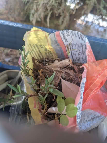 Photo of free Desert Willow Tree Sapling (Tingley Beach) #1