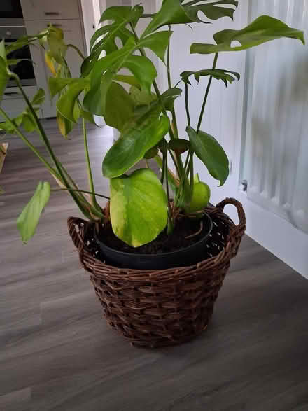 Photo of free Wicker basket (LE67 2NN) #1
