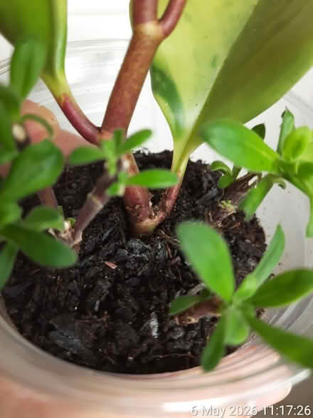 Photo of free Rooted cuttings in Ø9cm cup (Edgwarebury Lane) #2
