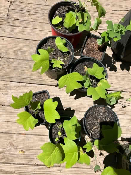 Photo of free Poplar saplings (Athens/Watkinsville) #2
