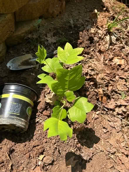 Photo of free Poplar saplings (Athens/Watkinsville) #3
