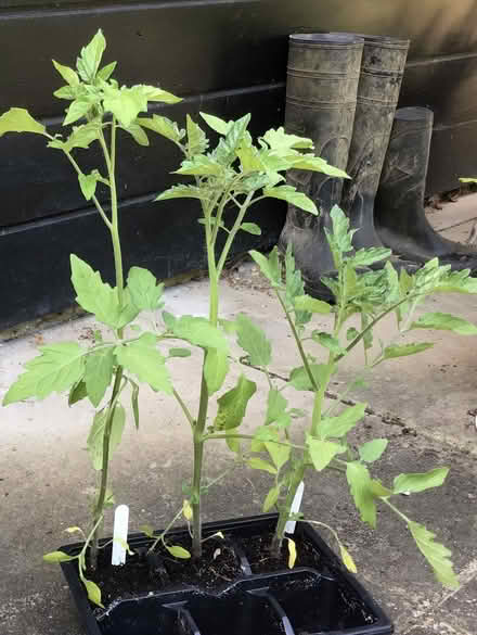 Photo of free cherry tomato plants (Cookham SL6) #2