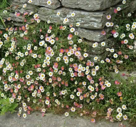 Photo of Mexican Fleabane (Erigeron) (Weston BA1) #1