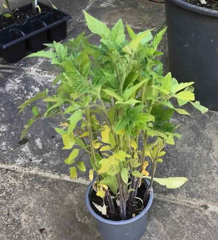 Photo of free cherry tomato plants (Cookham SL6) #3