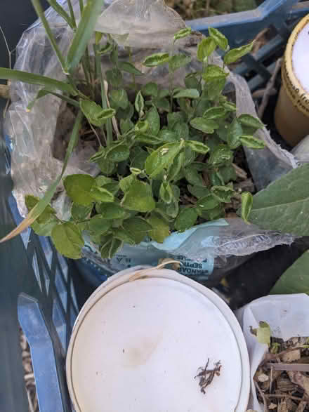 Photo of free Hackberry Tree Sapling (Tingley Beach) #1