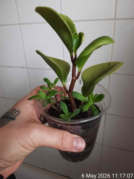 Photo of free Rooted cuttings in Ø9cm cup (Edgwarebury Lane) #1