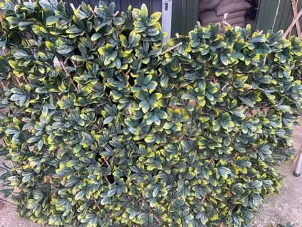 Photo of free Faux leaves on extendable trellis (Garston WD25) #1