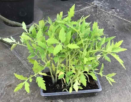 Photo of free Vietnamese tomato plants (Cookham SL6) #1