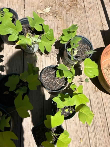 Photo of free Poplar saplings (Athens/Watkinsville) #1