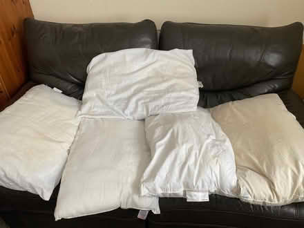 Photo of free DOG/CAT BEDDING 5 Pillows (Wormbridge HR2) #1