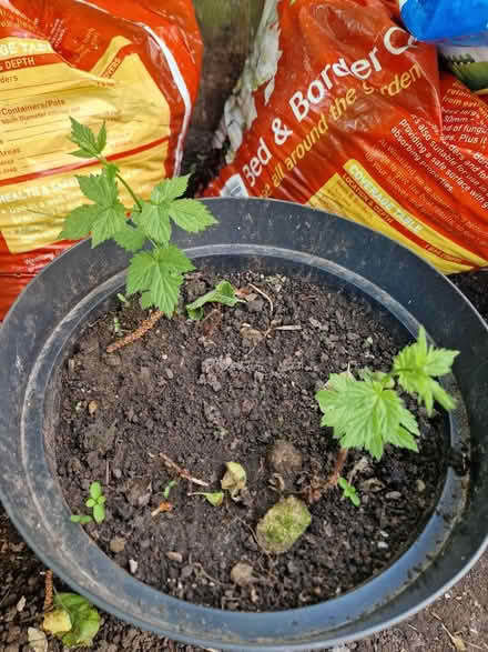 Photo of free Hops plants (Bear Flat) #1
