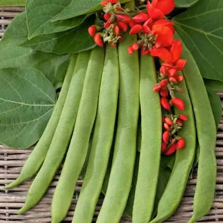 Photo of free Runner beans Scarlet Emperor seeds (Orgreave S13) #1
