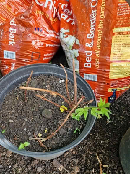 Photo of free Hops plants (Bear Flat) #2