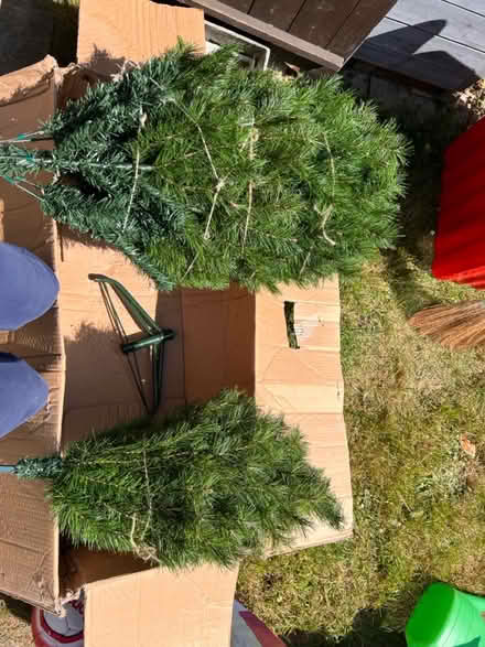 Photo of free Christmas Tree (Lacey Green, HP27) #1