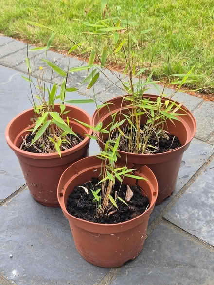 Photo of free Dwarf Bamboo plants (Walton on Thames) #1