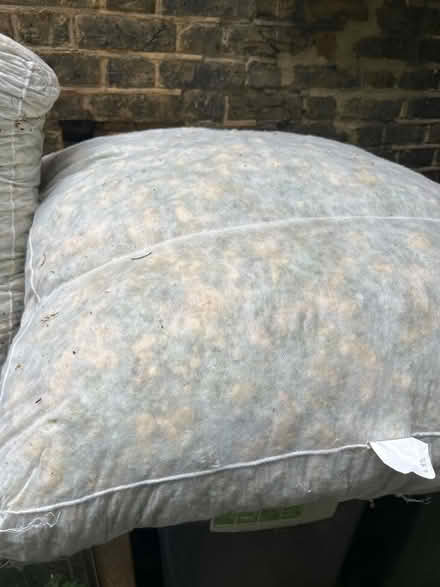 Photo of free 2 large cushion filling (Brockley SE4) #1
