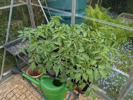 Photo of free Tomato Plants (Moorfields BA2) #1