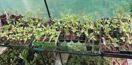 Photo of free Roman (plum) tomato plants (Hampden park) #1