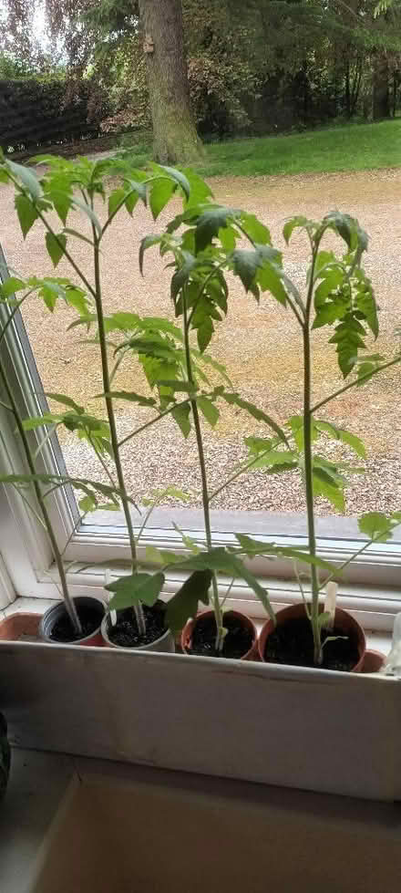 Photo of free More Tomato 🍅 plants (Appleby-in-Westmorland CA16) #1