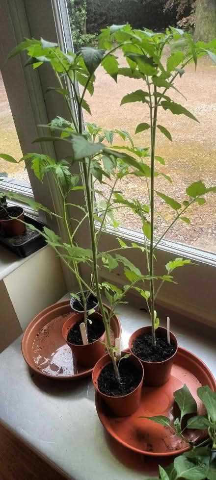 Photo of free More Tomato 🍅 plants (Appleby-in-Westmorland CA16) #2