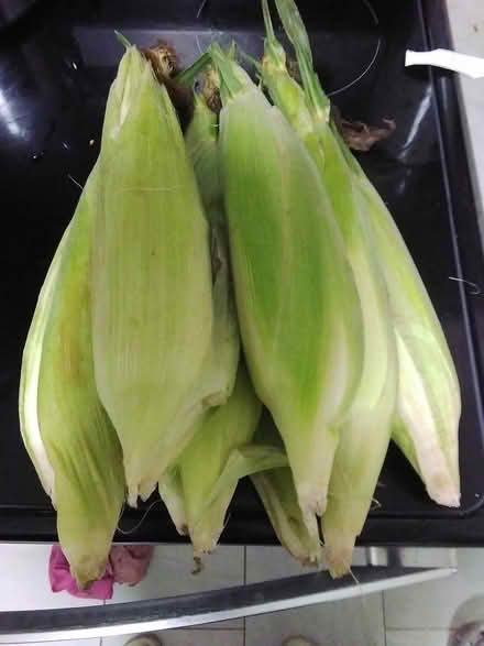 Photo of free Fresh sweet corn (South keys Ottawa) #1
