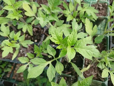 Photo of free Roman (plum) tomato plants (Hampden park) #2