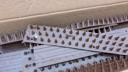 Photo of free Fence top pest repellers (Strawberry Hill TW1) #2