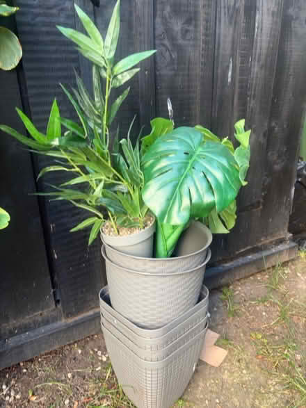 Photo of free Pots. Flowers (Bray) #1