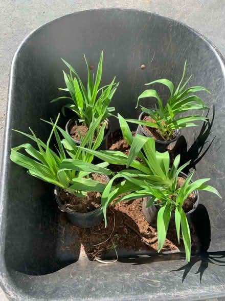 Photo of free Plants - daylilies (Bolton, MA) #1