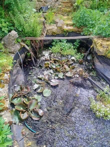 Photo of free Water lily's need rescuing (Milborne Port) #2