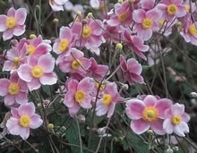 Photo of free Plants: mums, susans, anemone, more (W section, Bowie) #4
