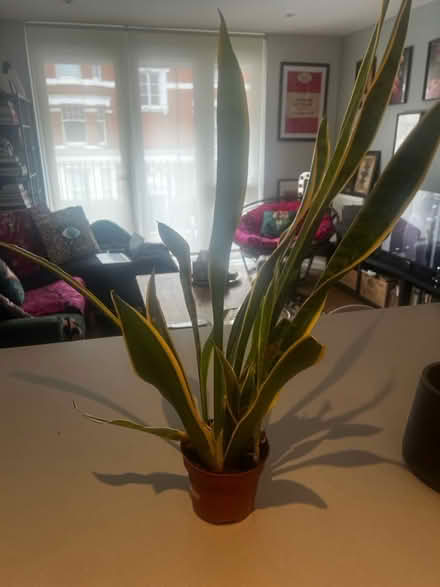 Photo of free Aloe Vera plant (Askew Road) #1