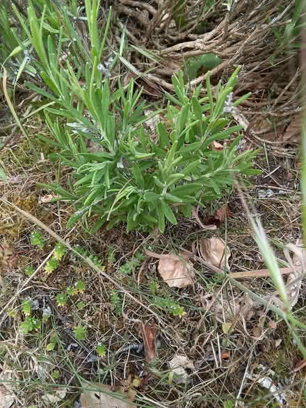 Photo of free Small bare rooted lavender plants (Westbury Fields BS9) #1