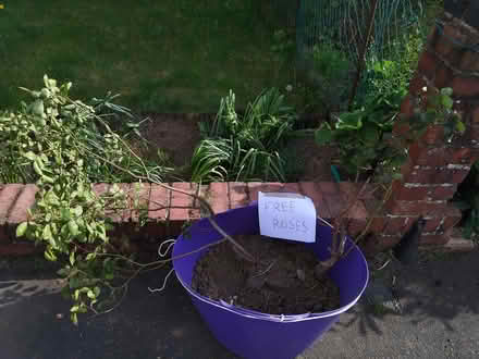 Photo of free Roses (Kenilworth CV8) #1