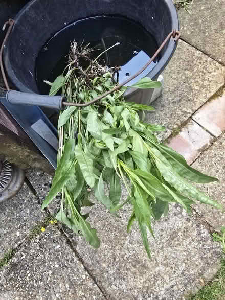 Photo of free Plants (Rochford SS4) #1