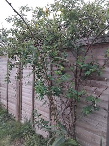 Photo of free Climbing rose (Kenilworth CV8) #1