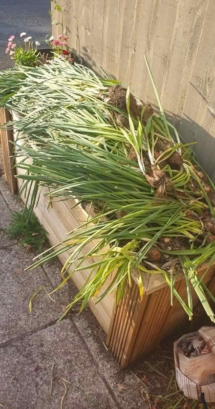 Photo of free daffs (Ivybridge PL21) #1