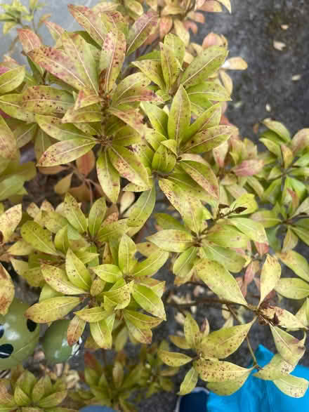 Photo of free Outdoor shrub (Southdown BA2) #2